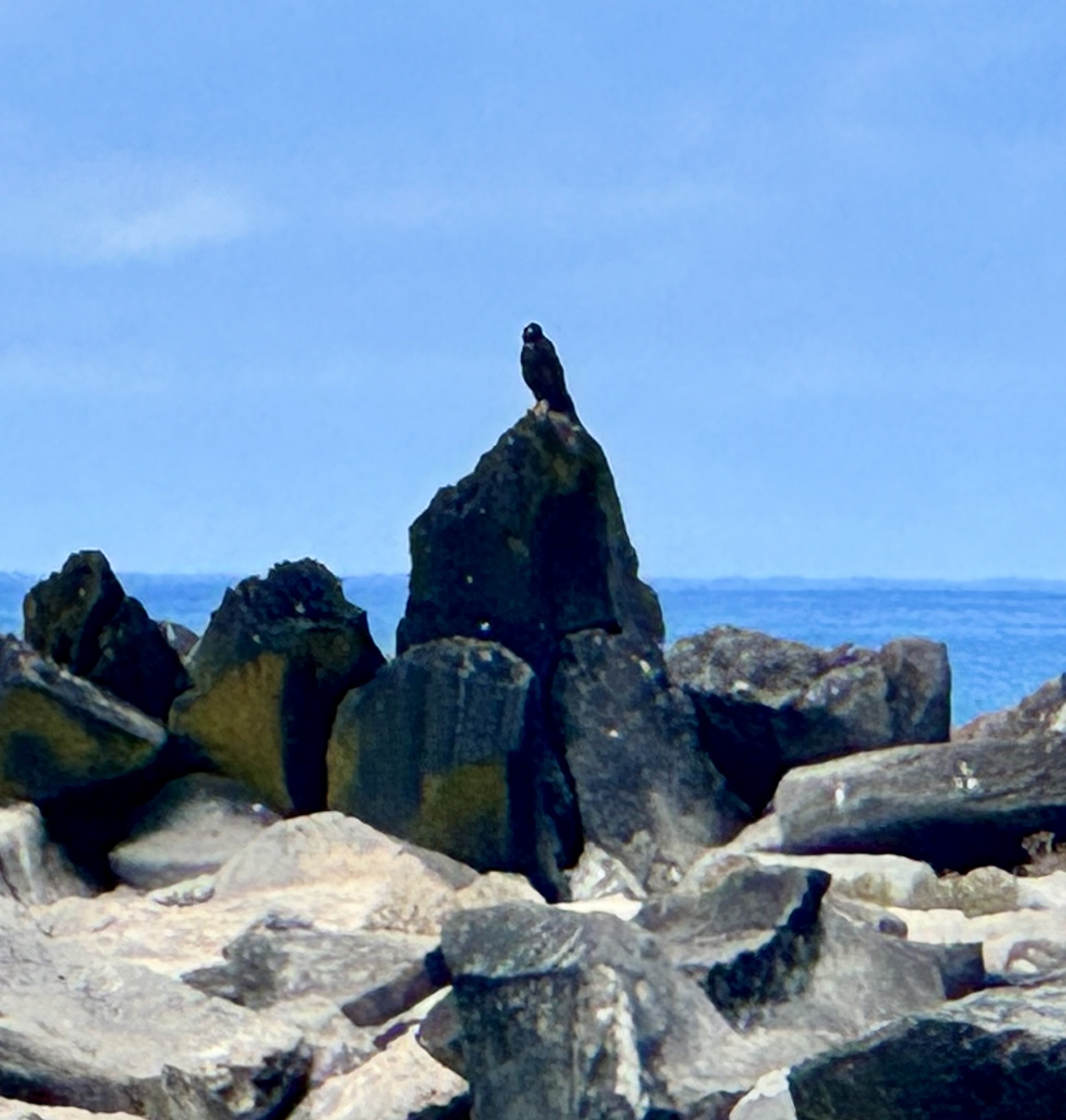 Galapagos Hawk (Buteo galapagoensis), photo 2