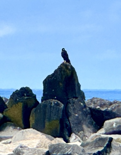 Galapagos Hawk (Buteo galapagoensis), photo 3