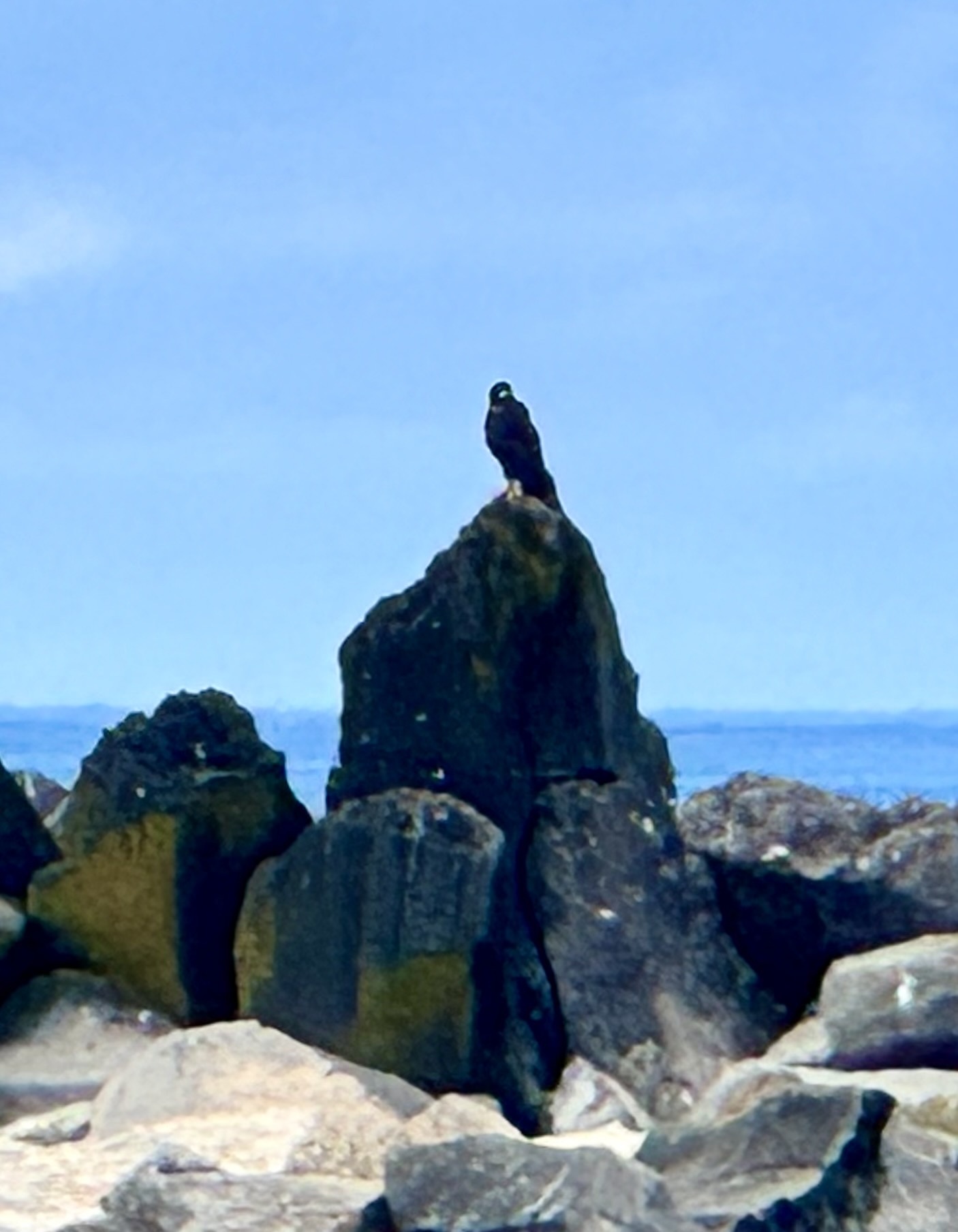 Galapagos Hawk (Buteo galapagoensis), photo 3