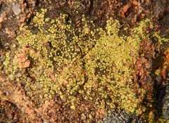 Acarospora citrina