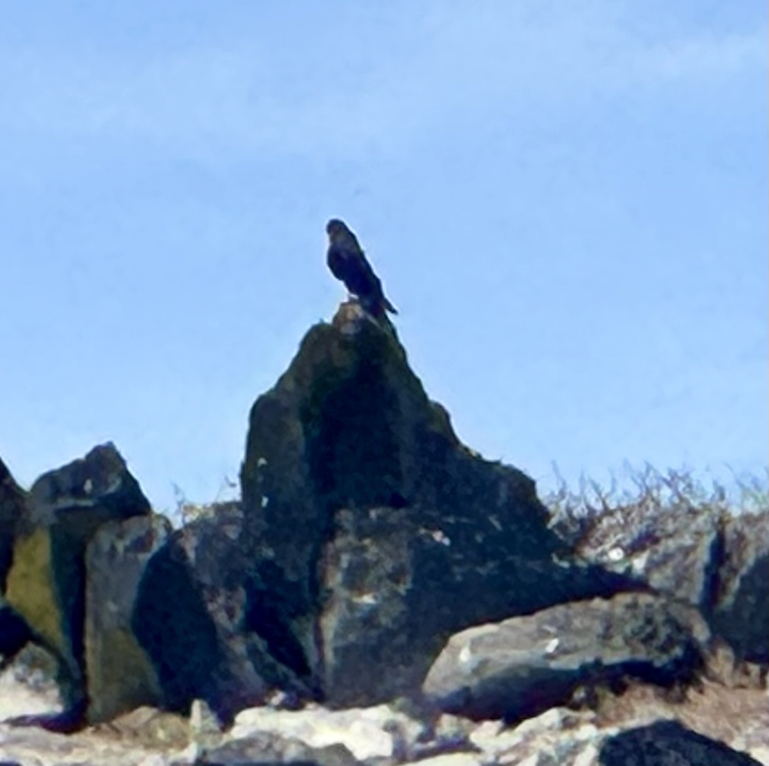 Galapagos Hawk (Buteo galapagoensis), photo 4