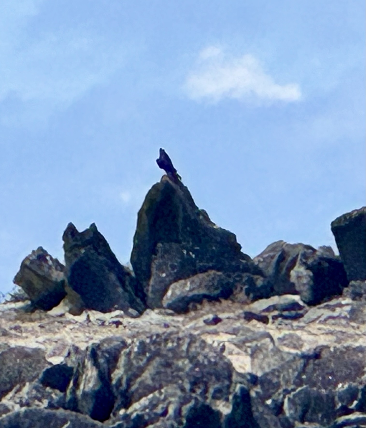 Galapagos Hawk (Buteo galapagoensis), photo 5