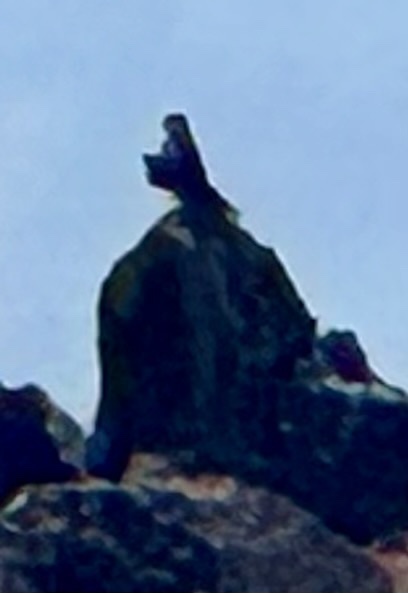 Galapagos Hawk (Buteo galapagoensis), photo 6