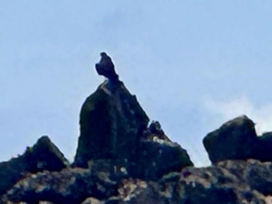 Galapagos Hawk (Buteo galapagoensis), photo 7