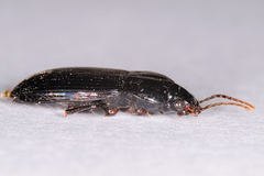 Aztecarpalus schaefferi