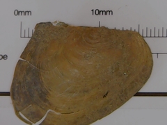 Anodonta nuttalliana