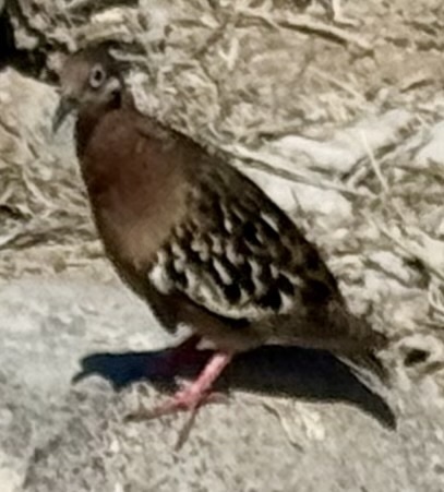 Galapagos Dove (Zenaida galapagoensis), photo 5