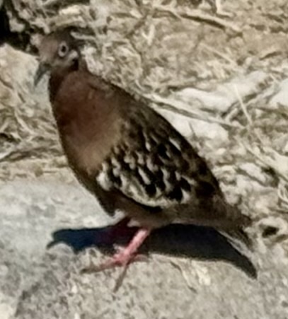 Galapagos Dove (Zenaida galapagoensis), photo 5