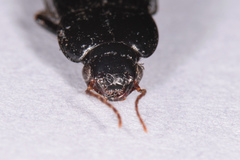 Aztecarpalus schaefferi