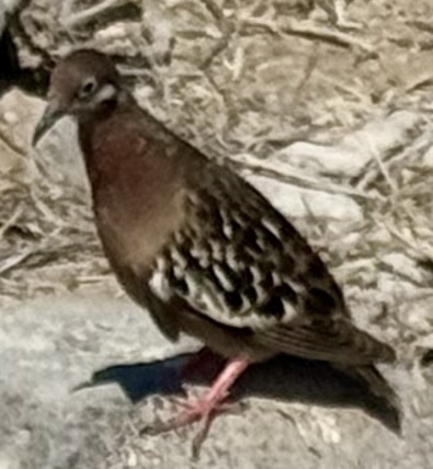 Galapagos Dove (Zenaida galapagoensis), photo 6