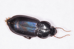 Aztecarpalus schaefferi