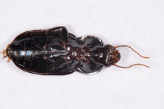 Aztecarpalus schaefferi