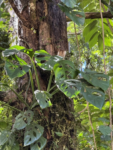 Monstera adansonii