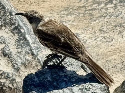 Espanola Mockingbird (Mimus macdonaldi)