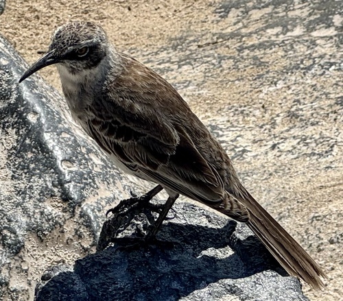 Espanola Mockingbird (Mimus macdonaldi), photo 2