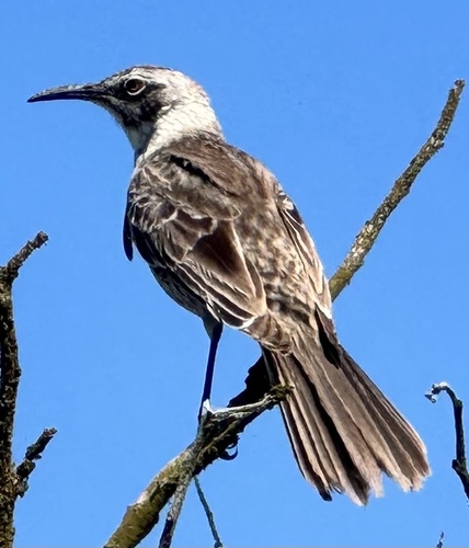 Espanola Mockingbird (Mimus macdonaldi), photo 9
