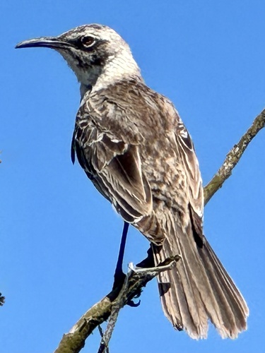Espanola Mockingbird (Mimus macdonaldi), photo 10