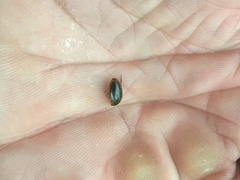 Tropisternus lateralis