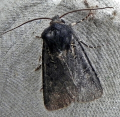 Euxoa velleripennis