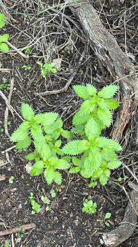 iNaturalist observation photo of Dwarf Nettle