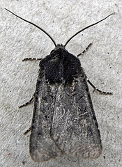 Euxoa velleripennis