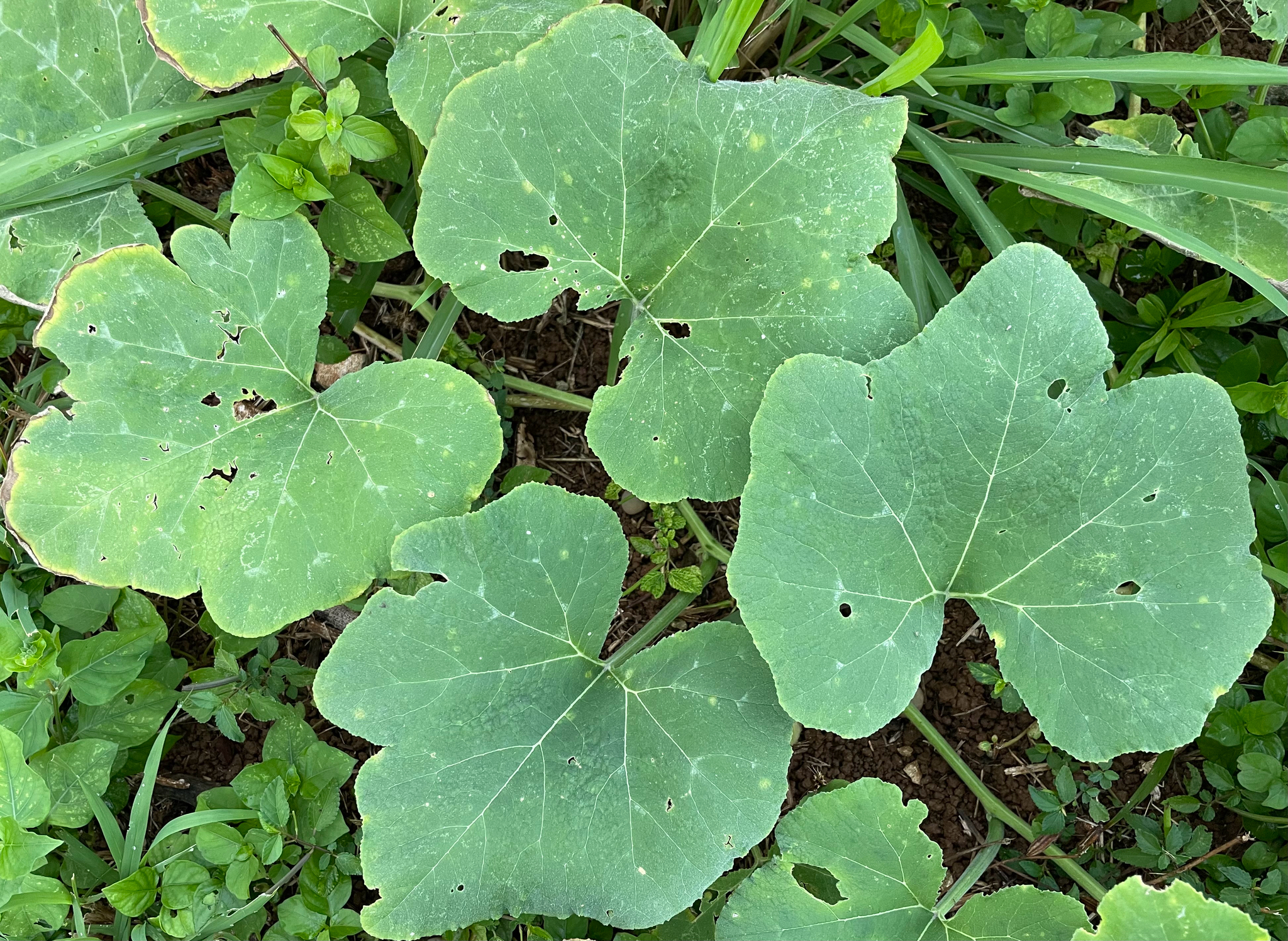 Pumpkin plant with sprawling vines and foliage