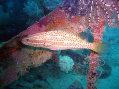 Anyperodon leucogrammicus