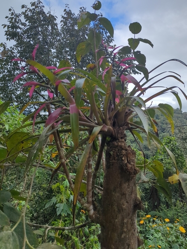 Guzmania wittmackii, photograph 3