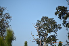 Falco sparverius image