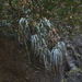Bakerantha caerulea - Photo (c) Dale Lee Denham-Logsdon, μερικά δικαιώματα διατηρούνται (CC BY-NC), uploaded by Dale Lee Denham-Logsdon