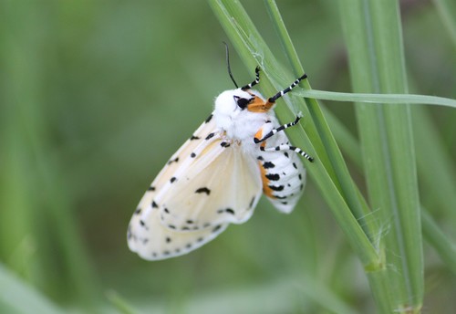 Salt Marsh Moth, photo 6 of 9