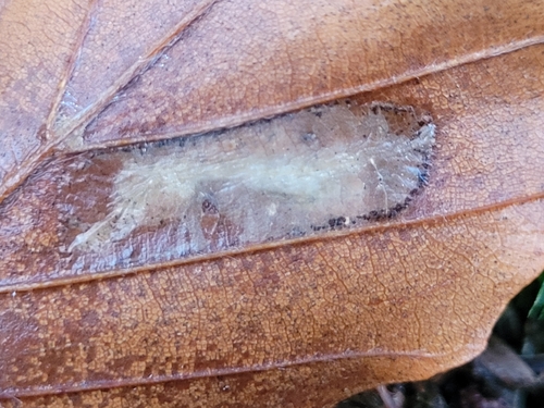 Beech Midget, 9244 CJ Beetsterzwaag, Nederland, photo 10 of 10