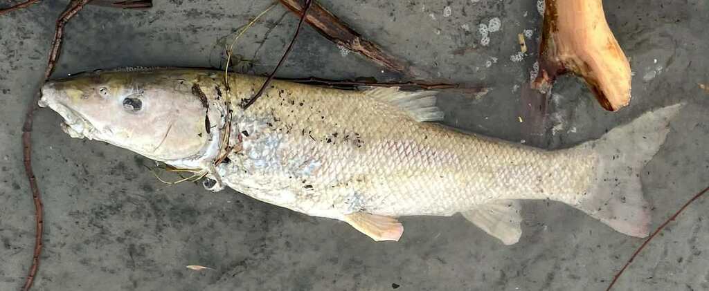Barbel (Barbus barbus) — Cyprinidae
