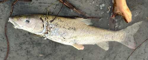 Barbel (Barbus barbus) — Cyprinidae