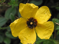 Tuberaria globulariifolia