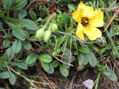 Tuberaria globulariifolia