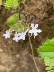 Streptocarpus pentherianus, photograph (c) Sunčana Bradley, some rights reserved (CC BY)