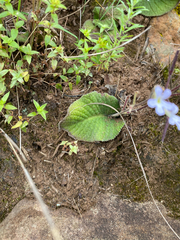 Streptocarpus pentherianus, photograph (c) Sunčana Bradley, some rights reserved (CC BY)