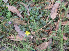 Tuberaria globulariifolia