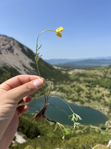 Carinthian Buttercup (Ranunculus carinthiacus)