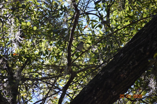 Paridae image
