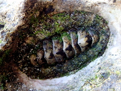 Chitonidae
