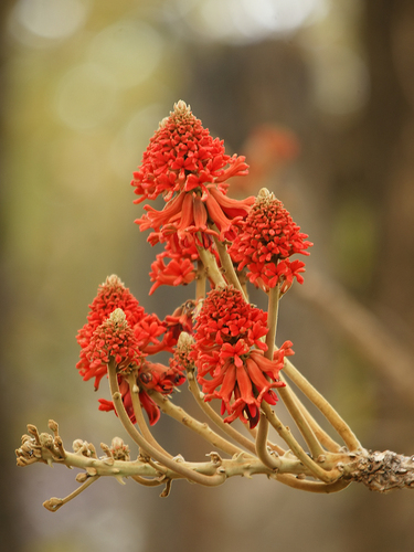 Erythrina abyssinica