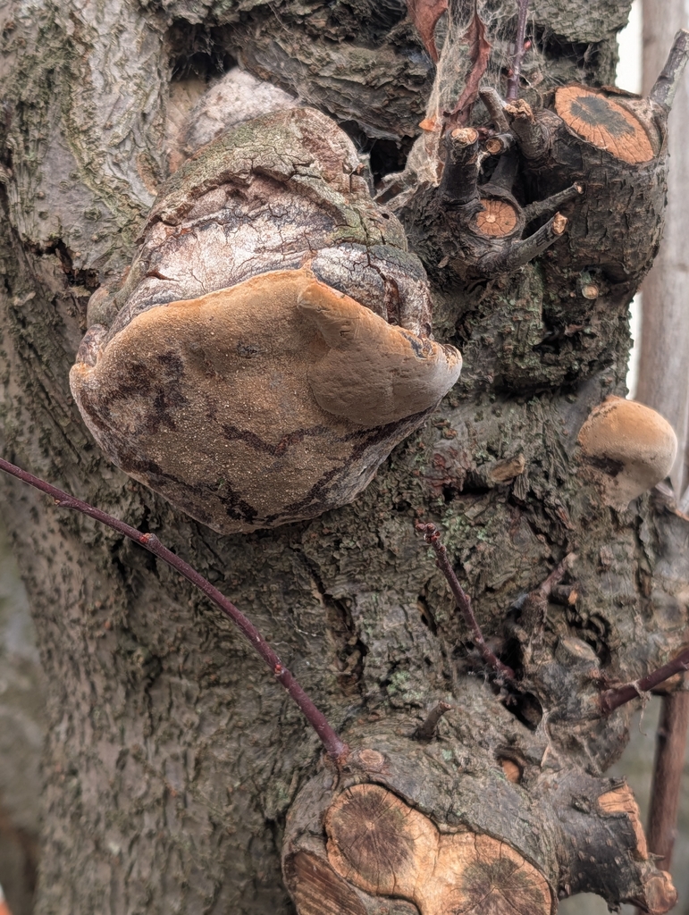 Phellinus pomaceus · January 2026 · photo: © pilmar (iNaturalist, cc0)