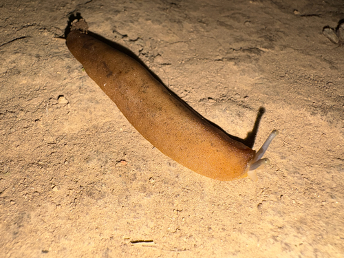 Caribbean Leatherleaf Slug