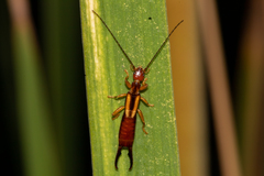 Forficuloidea
