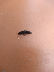 Platydracus scabrosus