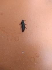 Platydracus scabrosus