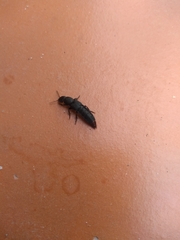 Platydracus scabrosus