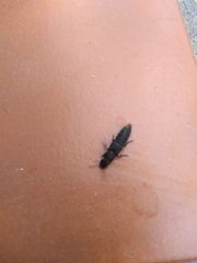 Platydracus scabrosus